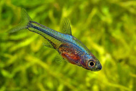 Расбора Аксельрода (Rasbora axelrodi)