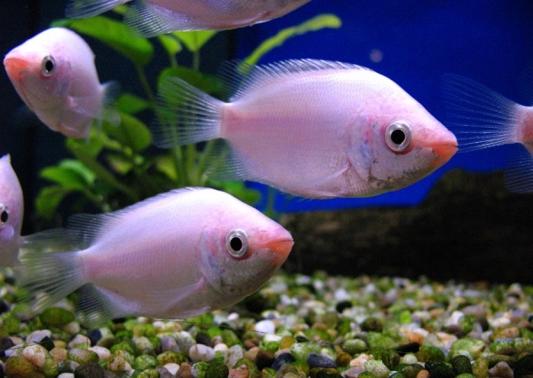 Гурами целующийся (Helostoma temminkii) 5 см