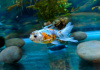 Оранда трехцветная (Goldfish Oranda trikolor)
