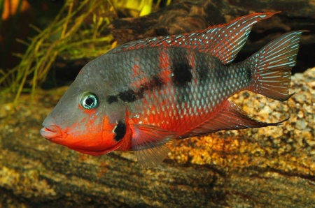 Цихлазома Меека (Thorichthys meeki)