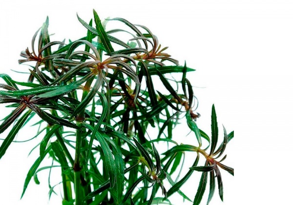 Эустералис стеллатаус или Эустералис звездчатый (Eusteralis stellata)