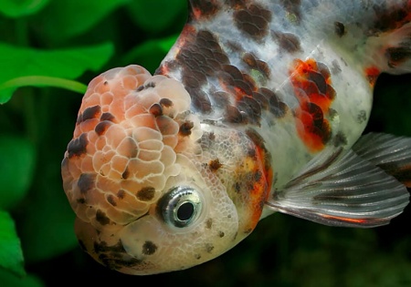 Оранда ситцевая  (Goldfish Oranda calico)