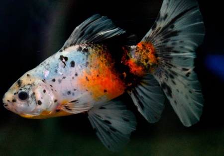 Золотая рыбка Шубункин бристольский ситцевый (Goldfish Bristol Shubunkin calico)