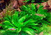 Эхинодорус тропика мелкоцветный( Echinodorus parviflorus Tropica)
