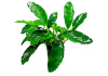 Анубиас Габон (Anubias sp Gabon)