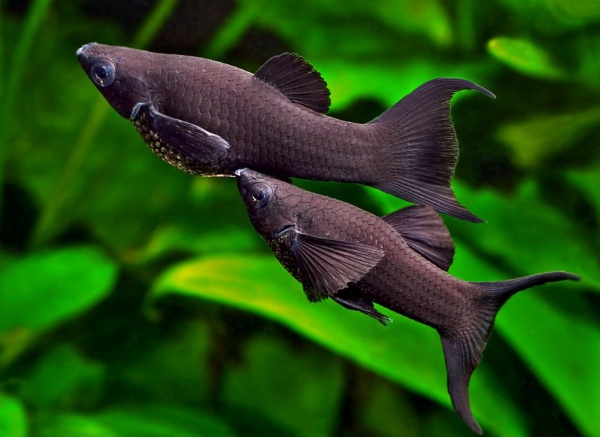 Моллинезия черная лирохвостая (Poecilia sphenops Black lyretail Molly)
