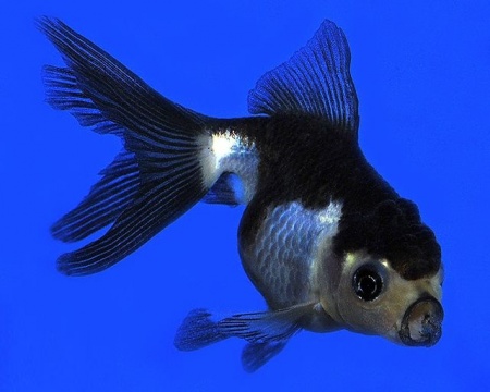 Оранда голубая (Goldfish Oranda blue)