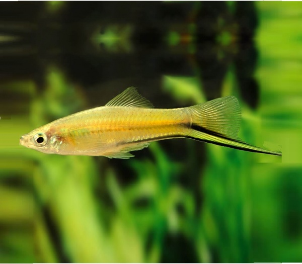 Меченосец Лимонный (Xiphophorus helleri lemon)