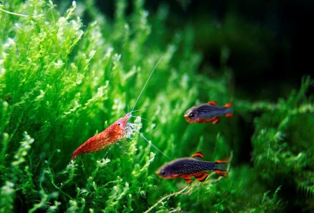 Микрорасбора галактика (Danio margaritatus) 1,1-1,23 см 