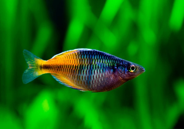 Радужница Боэсмана (Melanotaenia boesemani)