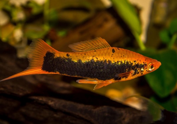 Меченосец Кубинский (Xiphophorus helleri Red Black Tuxedo)