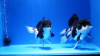 Оранда панда (Goldfish Oranda panda)