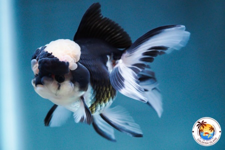 Оранда панда (Goldfish Oranda panda)