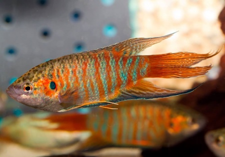 Макропод обыкновенный (Macropodus-opercularis)