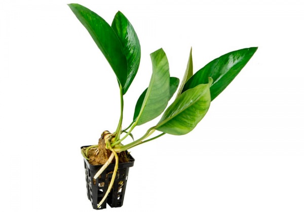 Анубиас Гиллетти (Anubias gilletti)