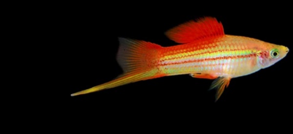 Меченосец Геллера неоновый (Xiphophorus helleri Neon)
