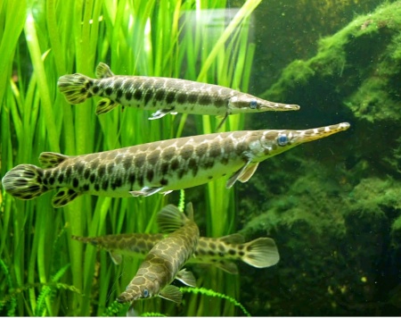 Щука Пятнистый Флоридский Панцирник (Lepisosteus oculatus) 7 м