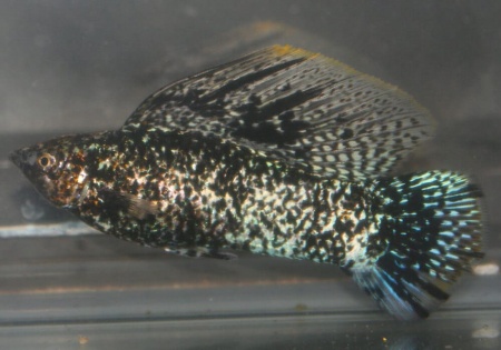Моллинезия Долматинец парусный (Poecilia latipinna)