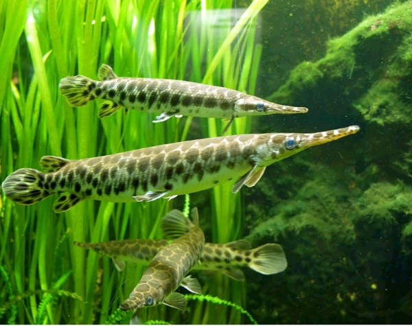 Щука Пятнистый Флоридский Панцирник (Lepisosteus oculatus) 7 м