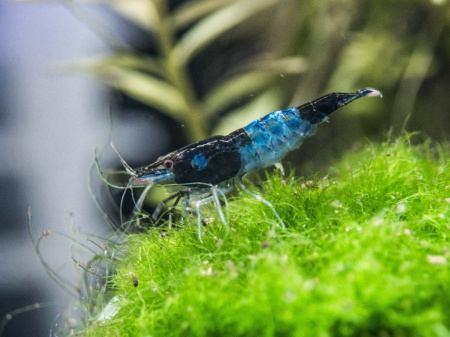 Креветка Рили Голубая  Blue Rili Shrimp (Neocaridina davidi)