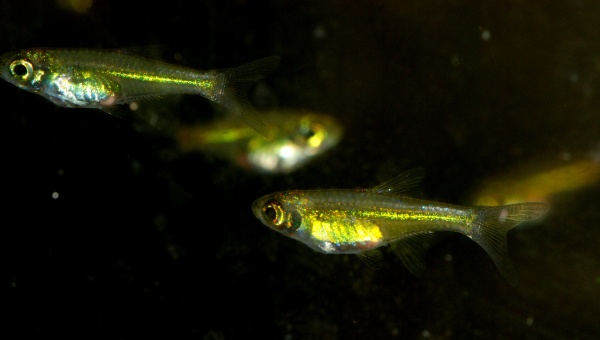 Микрорасбора Кубота (Microdevario kubotai) 1,1-1,2 м