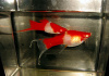 Меченосец Геллера кои красноглазый (Xiphophorus helleri Koi Red Eye)