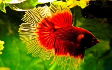 Петушок Халф Мун Рубиновая бабочка самец (Betta male Halfmoon rubin boterfly)