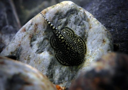 Севилия Линеолата  Псевдоскат  (Sewellia Lineolata) сом
