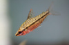 Хилодус Пятнистый  (Chilodus punctatus)  3,5-4 см