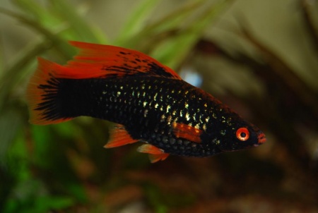 Меченосец Геллера черный Красноплавничный (Xiphophorus helleri Black)
