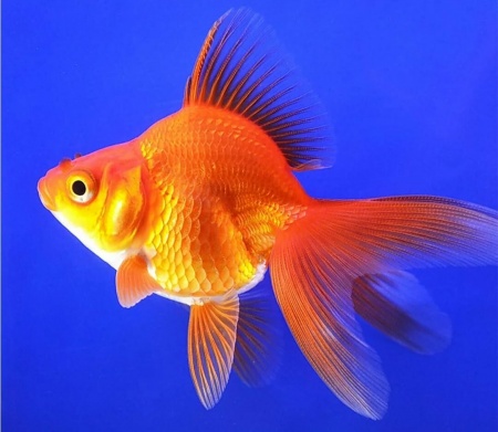 Риукин красный вуалехвостый  (Goldfish Ryukin red veiltail)