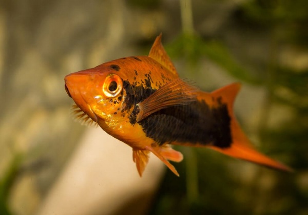 Меченосец Кубинский (Xiphophorus helleri Red Black Tuxedo)