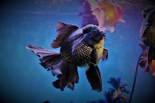 Оранда черная (Goldfish Oranda black) 10-12 см