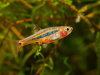 Микрорасбора светлячок (Boraras urophtalmodies)
