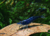 Креветка синяя мечта (Neocaridina "Blue Dream")
