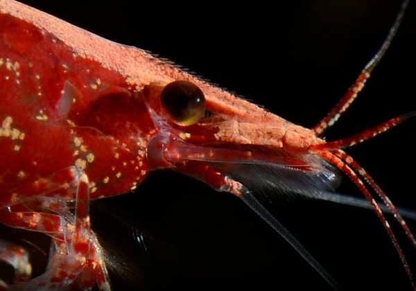 Креветка Красный огонь (Neocaridina heteropoda Fire Red)  ЯРКИЕ