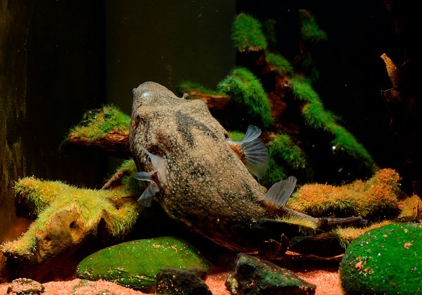 Тетрадон Свинорылый (Tetraodon suvattii)