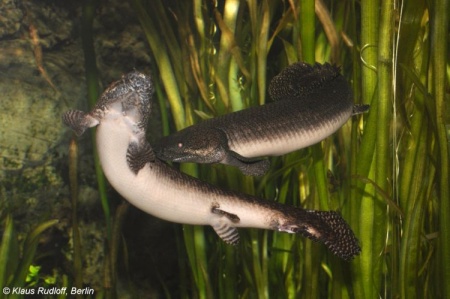 Полиптерус Орнатипиннис (Polypterus ornatipinnis) 15-16 см
