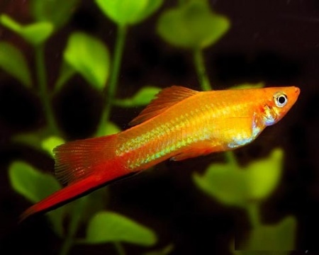 Меченосец Золотая комета (Xiphophorus helleri Golden)