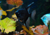 Скалярия черный бархат (pterophyllum black velvet)