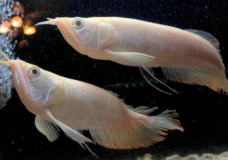 Арована Южноамериканская альбинос (Osteoglossum bicirrhosum albino) 10-12см