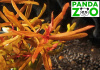 Ammannia sp. Senegalensis- Аммания Сенегаленсис L055