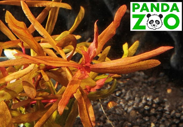 Ammannia sp. Senegalensis- Аммания Сенегаленсис L055