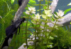 Бакопа каролинская (Bacopa caroliniana)