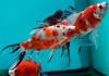 Золотая рыбка Шубункин красное тело (Goldfish Shubunkin red brocade)