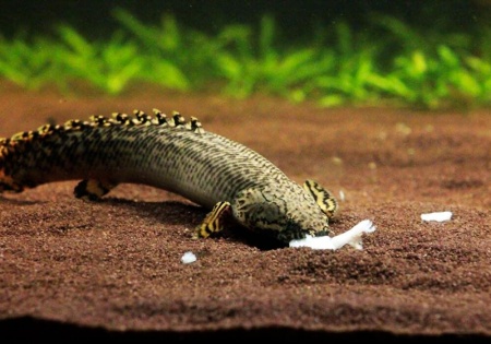 Полиптерус Орнатипиннис (Polypterus ornatipinnis) 15-16 см