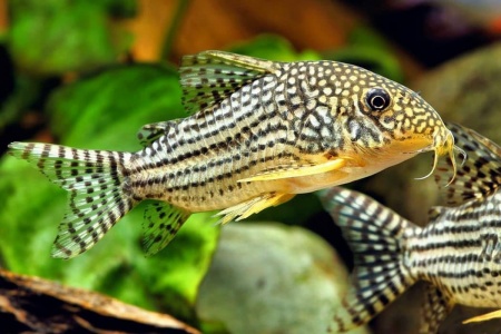 Коридорас Штерба (Corydoras sterbai) сом 2,5-3 см 