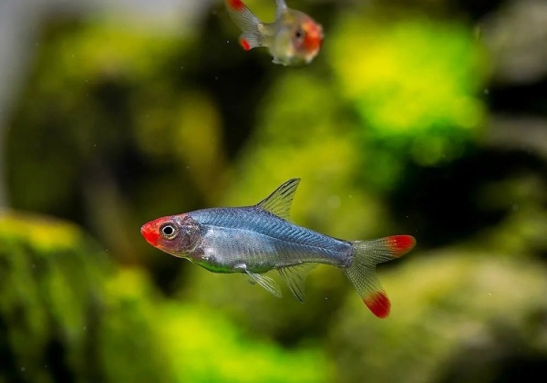 Расбора Савбва или Красноносая расбора (Sawbwa resplendens)