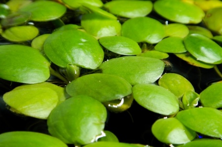 Лимнобиум (Limnobium sp.)