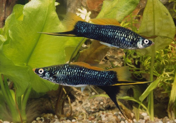 Меченосец Геллера черный (Xiphophorus helleri Black)